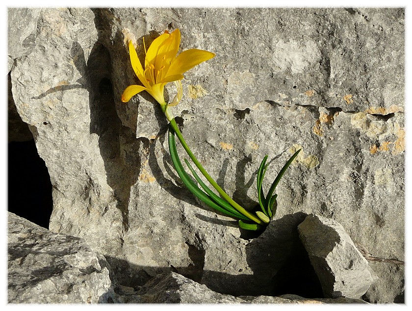 Sternbergia lutea(Cyclamen hederifolium, Biarum tenuifolium)